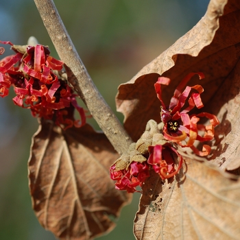 Hamamelis x intermedia 'Diane' - Diane Witchhazel