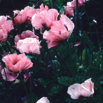 Papaver orientale - 'Mrs Perry' Oriental poppy