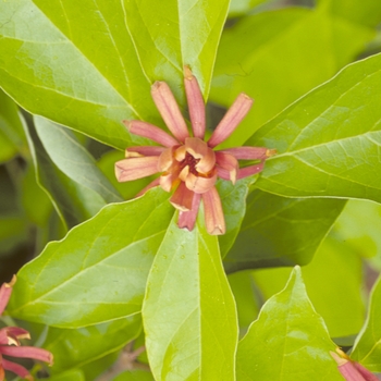 Calycanthus floridus - Carolina Allspice