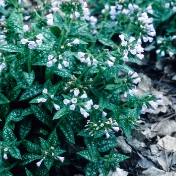 Pulmonaria saccharata 'Mrs Moon' - Lungwort