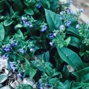 Pulmonaria saccharata 'Blue Ensign' - Lungwort