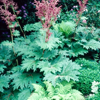 Rheum palmatum var. tanguticum - Ornamental Rhubarb
