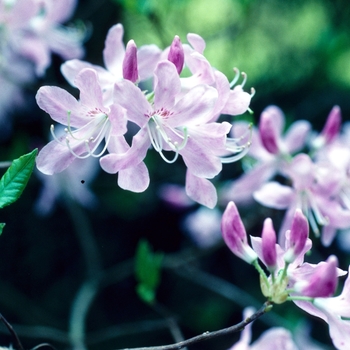 Rhododendron vaseyi - Rhododendron