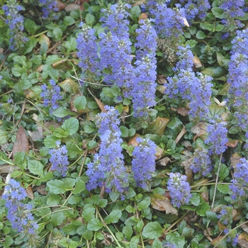 Ajuga reptans - Common Bugle Weed