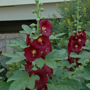 Alcea ficifolia - Fig-leaf Hollyhock