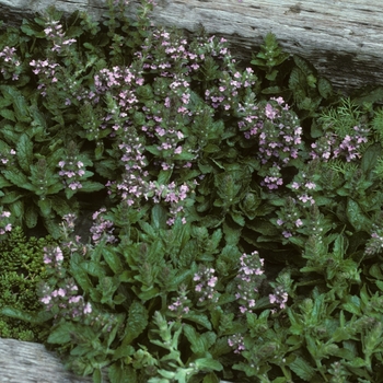Ajuga genevensis 'Pink Beauty' - Geneva Bugle Weed