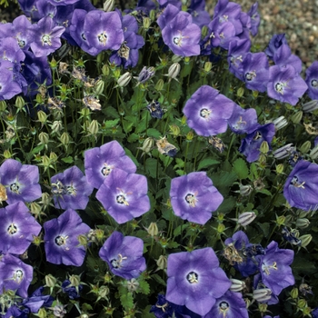 Campanula carpatica var. turbinata - Bellflower