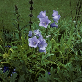 Campanula persicifolia 'Telham Beauty' - Peach-Leaved Bellflower