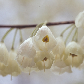 Halesia tetraptera COPY - Carolina Silverbell