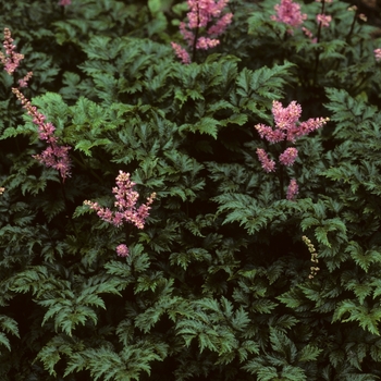 Astilbe crispa 'Perkeo' - False Spirea