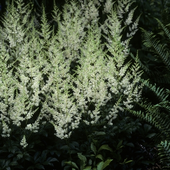 Astilbe x arendsii 'Snowdrift' - Astilbe