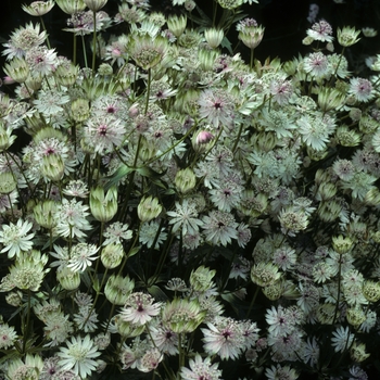 Astrantia major - Masterwort