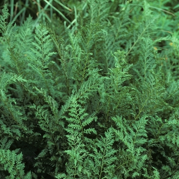 Athyrium filix-femina - 'Victoriae'