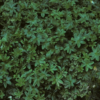 Alchemilla alpina - Lady's Mantel