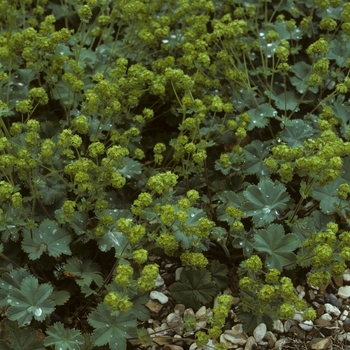 Alchemilla erythropoda - Dwarf Lady's Mantle