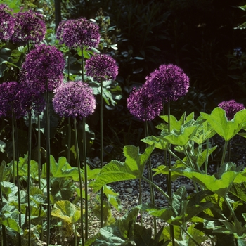 Allium aflatunense - 'Purple Sensation' Persian onion