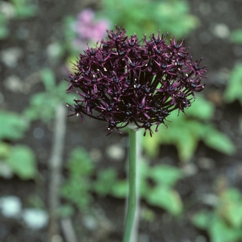 Allium atropurpureum - Purple Flowered Onion