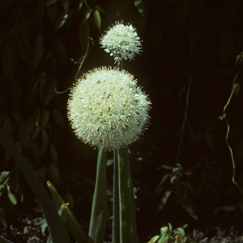 Allium cepa - Onion