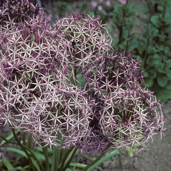 Allium christophii - Ornamental Onion
