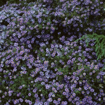 Aster novae-angliae 'Hella Lacy' - Aster