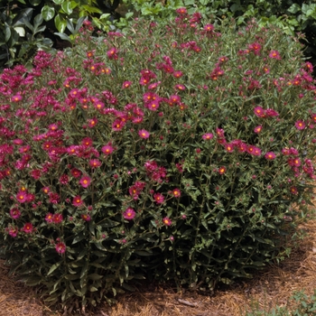 Aster novae-angliae 'September Ruby' - Aster