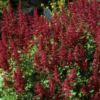 Astilbe x arendsii 'Bonn' - Astilbe