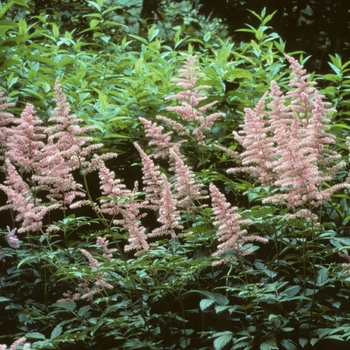 Astilbe x arendsii 'Cattleya' - Astilbe