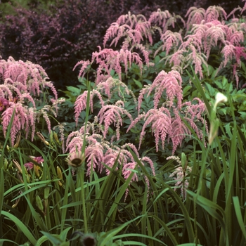 Astilbe x thunbergii 'Ostrich Plume(Straussenfeder)' - Astilbe