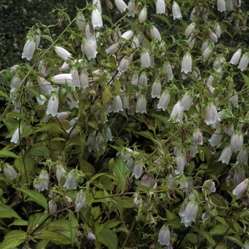 Campanula takesimana - Bluebell