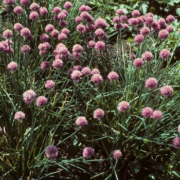 Allium schoenoprasum 'Forescate' - Giant-flowered Chives