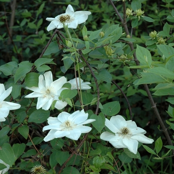 Clematis hybrid 'Guernsey Cream' - Hybrid Clematis