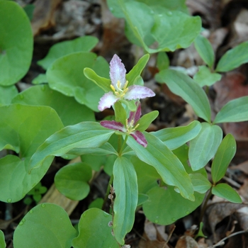 Trillium pusillum - Dwarf Trillium