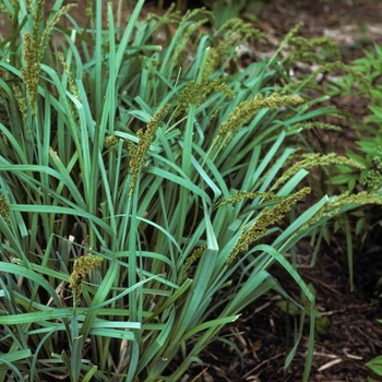 Carex glauca - Blue Sedge