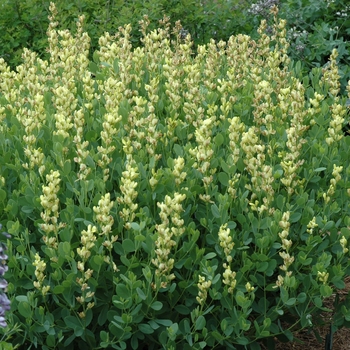 Baptisia leucophaea - Yellow Indigo