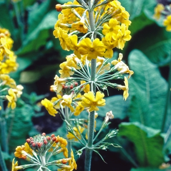 Primula bulleyana - Primrose