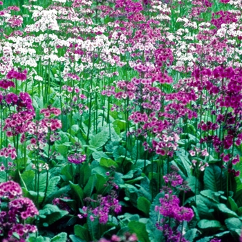 Primula japonica - Candelabra Japanese Primrose
