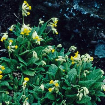 Primula veris - Primrose