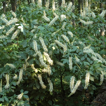 Aesculus parviflora - 'Rogers Strain' Bottlebrush Buckeye