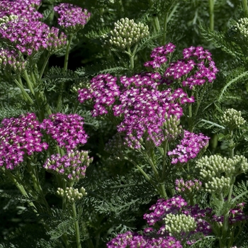 Achillea millefolium ''Oertel's Rose'' - Common Yarrow