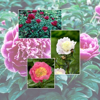 Paeonia - Multiple Varieties