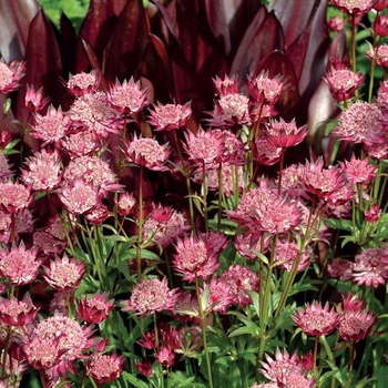 Astrantia major 'Hadspen Blood' - Barrenwort