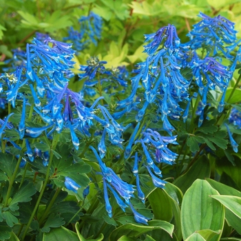 Corydalis elata - Blue Corydalis