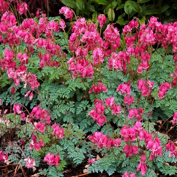 Dicentra 'King of Hearts' - Fern-Leaf Bleeding Heart