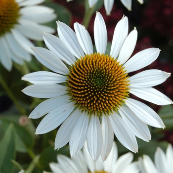 Echinacea purpurea 'Happy Star' - HAPPY STAR Coneflower