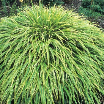 Hakonechloa macra 'Albo-Striata' - Japenese Forest Grass