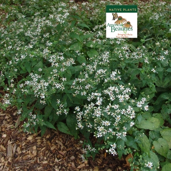 Aster divaricatus - White Woodland Aster