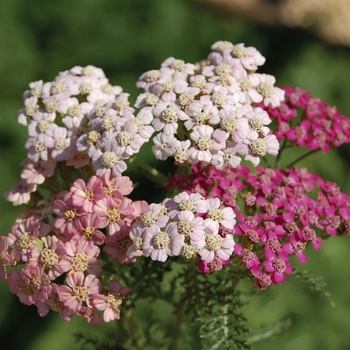 Achillea 'Summer Pastels' - Yarrow