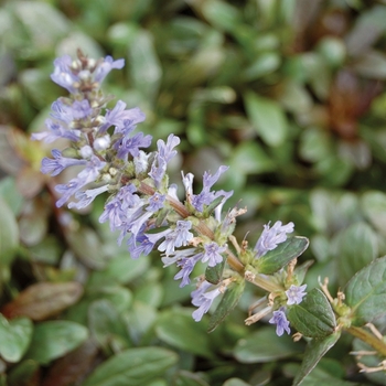 Ajuga Reptans 'Chocolate Chip' - Ajuga