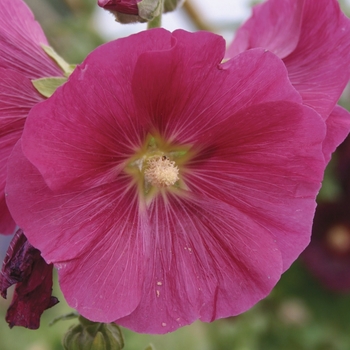 Alcea rosea 'Indian Spring' - Hollyhock