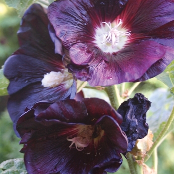 Alcea rosea - 'Nigra' Hollyhock